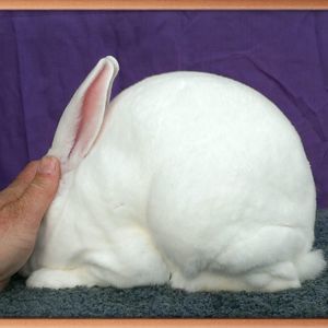 Meet your Posher, Annette